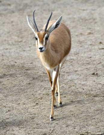 dorcas gazelle