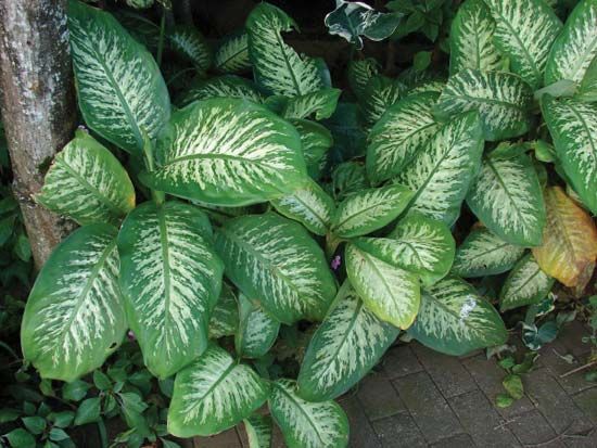 Dumb cane (Dieffenbachia seguine).