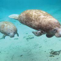 manatee and baby (sea cow, sea cows, sea mammal, ocean mammal)