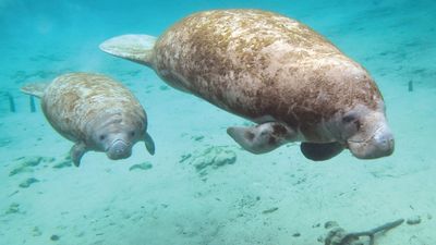 manatee and baby (sea cow, sea cows, sea mammal, ocean mammal)