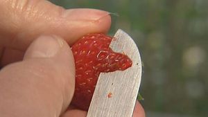 The future of strawberry cultivation: Taste vs. appearance