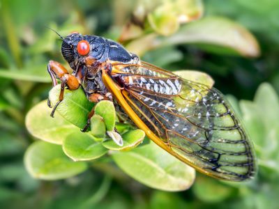 periodical cicada