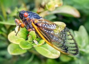 17-year cicada