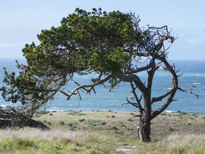 Monterey pine