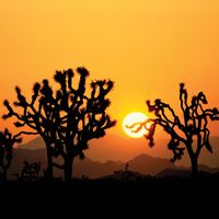 Joshua Tree National Park