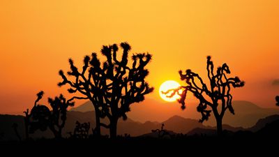 Joshua Tree National Park