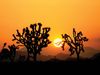 Joshua Tree National Park