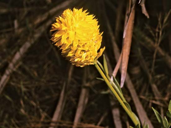 Yellow milkwort (Polygala lutea).