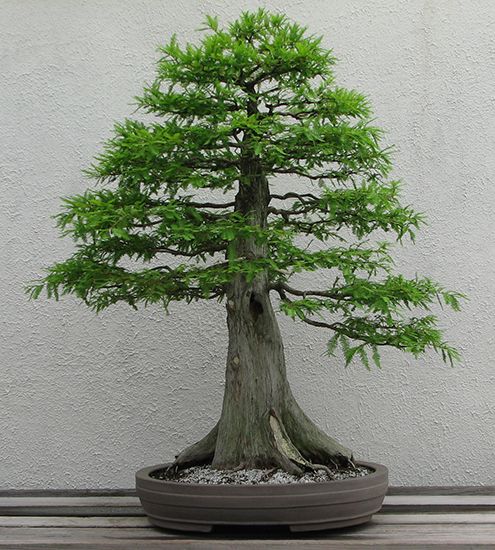 bonsai