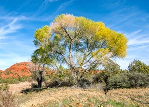 Fremont cottonwood