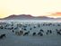 Kazakhstan. Herd of goats in the Republic of Kazakhstan. Nomadic tribes, yurts and summer goat herding.