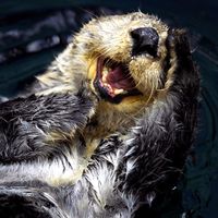 Sea otter (Enhydra lutris), also called great sea otter, rare, completely marine otter of the northern Pacific, usually found in kelp beds. Floats on back. Looks like sea otter laughing. saltwater otters