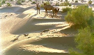 Camels in the Kyzylkum Desert