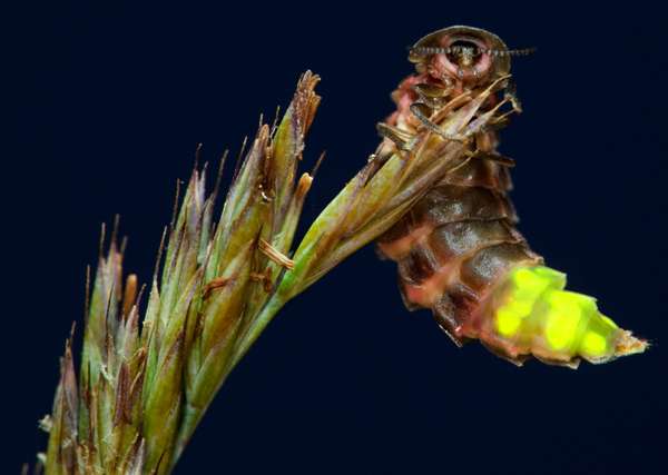 Glowworm (Lampyris noctiluca); female glowing at night, Cornwall, England. (beetles, insects, glow worms)