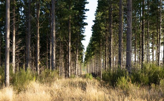 pine plantation