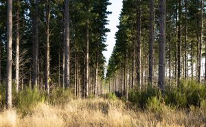 pine plantation