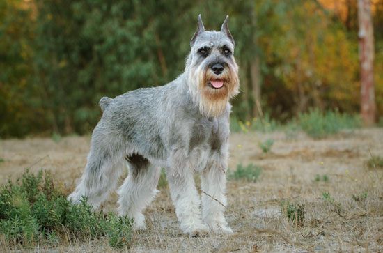 One of three types of Schnauzers, the Standard Schnauzer