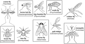 Diagram showing diversity among dipterans