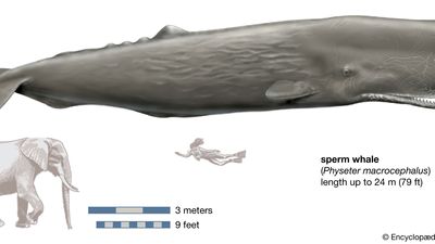 sperm whale