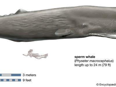 sperm whale