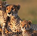 The cheetah is the fastest land animal over short distances. It has become an endangered species in Africa, and is almost extinct in Asia. Cheetah mother with young. Cheetah cubs