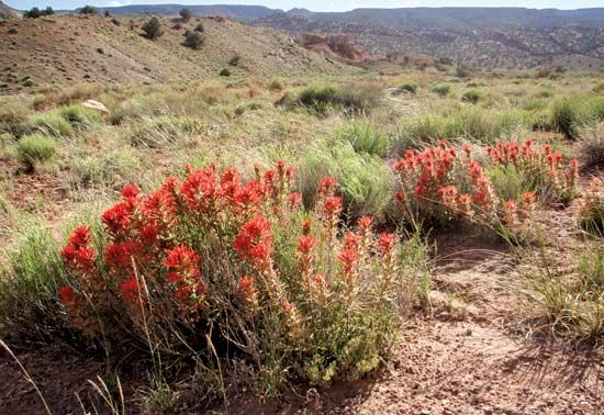 Indian paintbrush