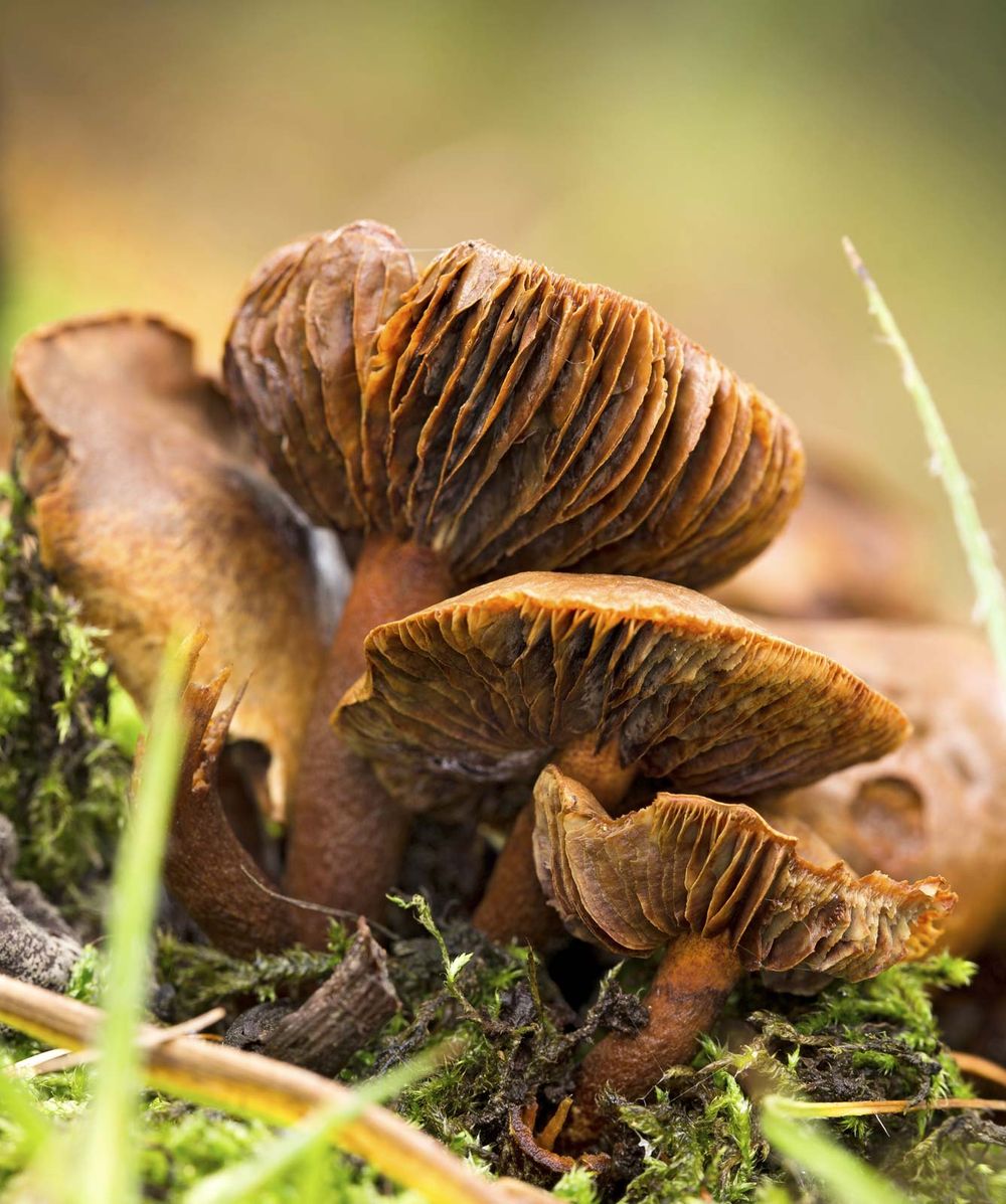 Gills of three old specimens of webcap fungus (Cortinarius) in Gloucestershire, South West England. toxic, fungi, poisonous mushroom