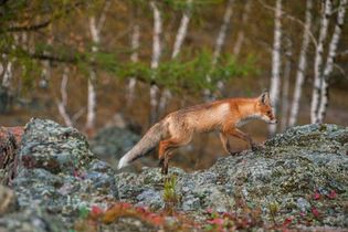 Siberia: taiga