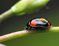 Harlequin ladybug