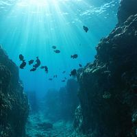 Small canyon underwater carved by the swell into the fore reef with sunlight through water surface, Huahine island, Pacific ocean, French Polynesia.