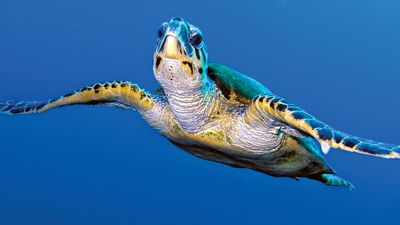 Fascinating facts about turtles