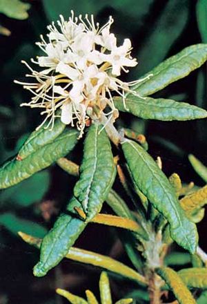 bog Labrador tea