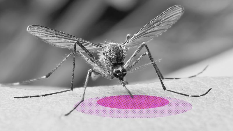 The video thumbnail shows a black and white image of a mosquito biting a human arm. The area it is biting is highlighted in pink.