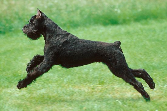 One of three types of Schnauzers, the Giant Schnauzer