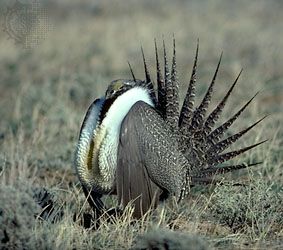 sage grouse