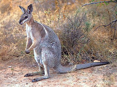 Bridled nail-tailed wallaby (Onychogalea fraenata).