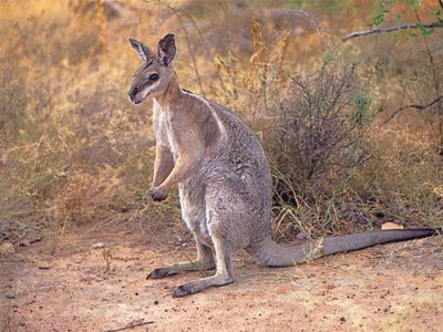 Bridled nail-tailed wallaby (Onychogalea fraenata).