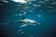 white shark (Carcharodon carcharias)