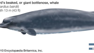 Baird's beaked, or giant bottlenose, whale