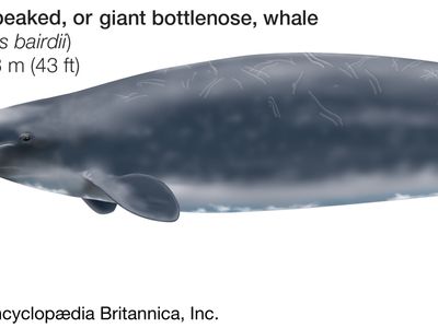 Baird's beaked, or giant bottlenose, whale