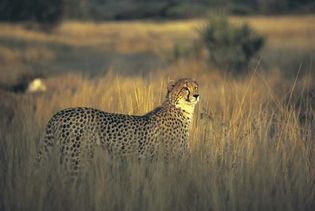 cheetah