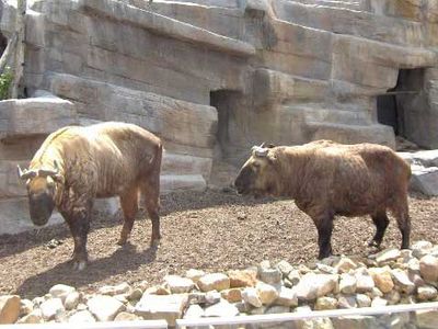 Takin (Budorcas taxicolor).