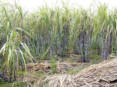 sugarcane