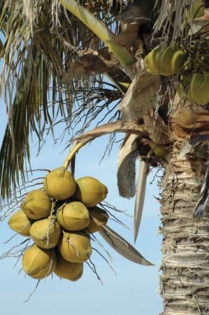 Green coconuts