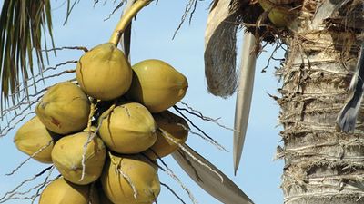 Green coconuts