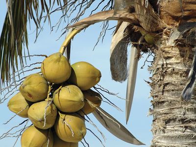 Green coconuts