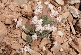 mountain peppergrass