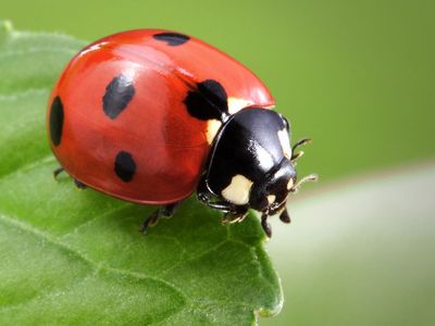 A garden friend