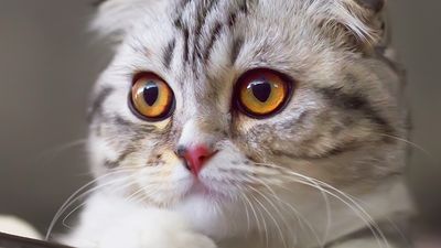 Scottish fold, cat, feline