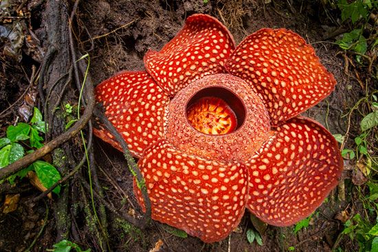 Rafflesia flower